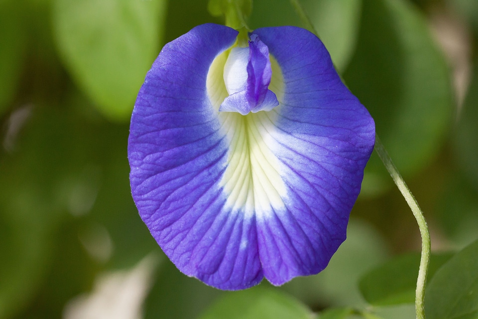Clitoria ternatea fabaceae faboideae