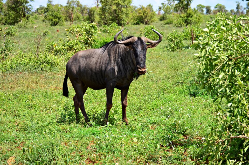 Kruger park nature animals