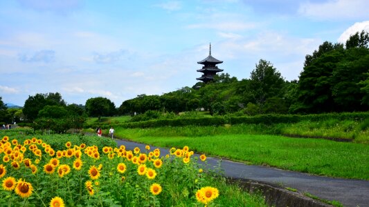 Sunflower five story pagoda natural photo