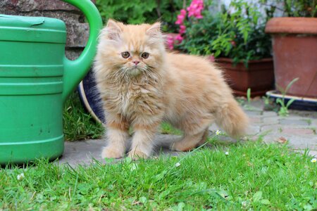 Furry pet animal portrait photo