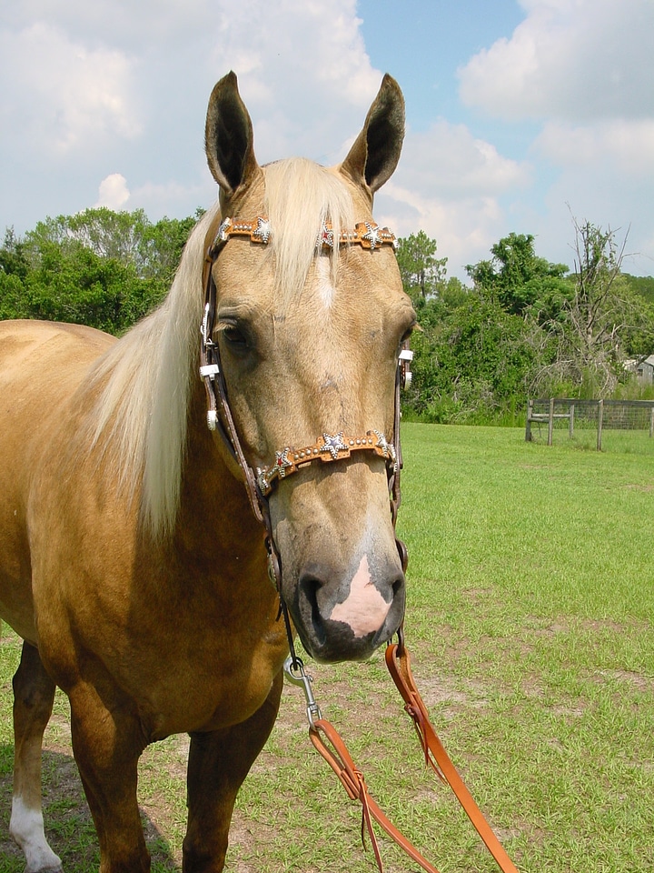 Stallion mane equestrian