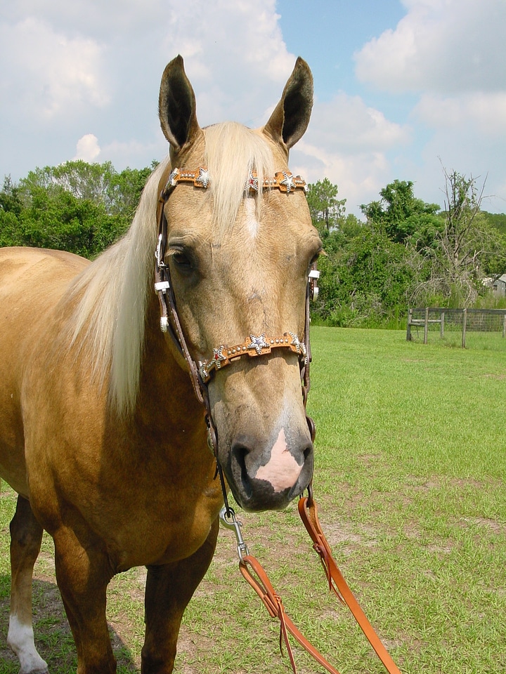 Stallion mane equestrian photo