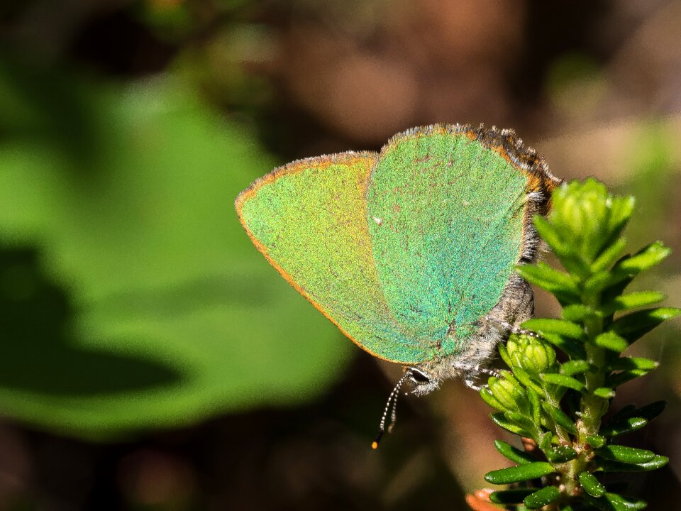 Color close up wing