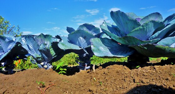 Garden blue cabbage vegetable patch