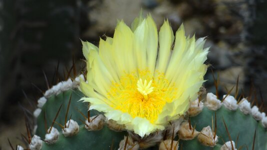 Fairy flower yellow flower fairy fruit photo