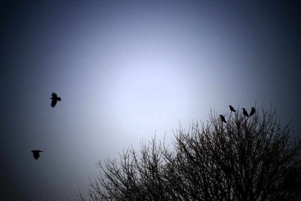 Silhouette nature monochrome