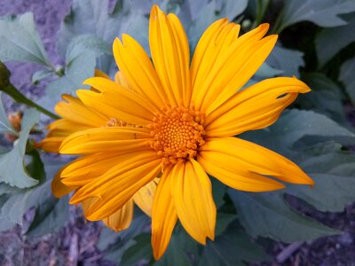 Garden flower natural flower