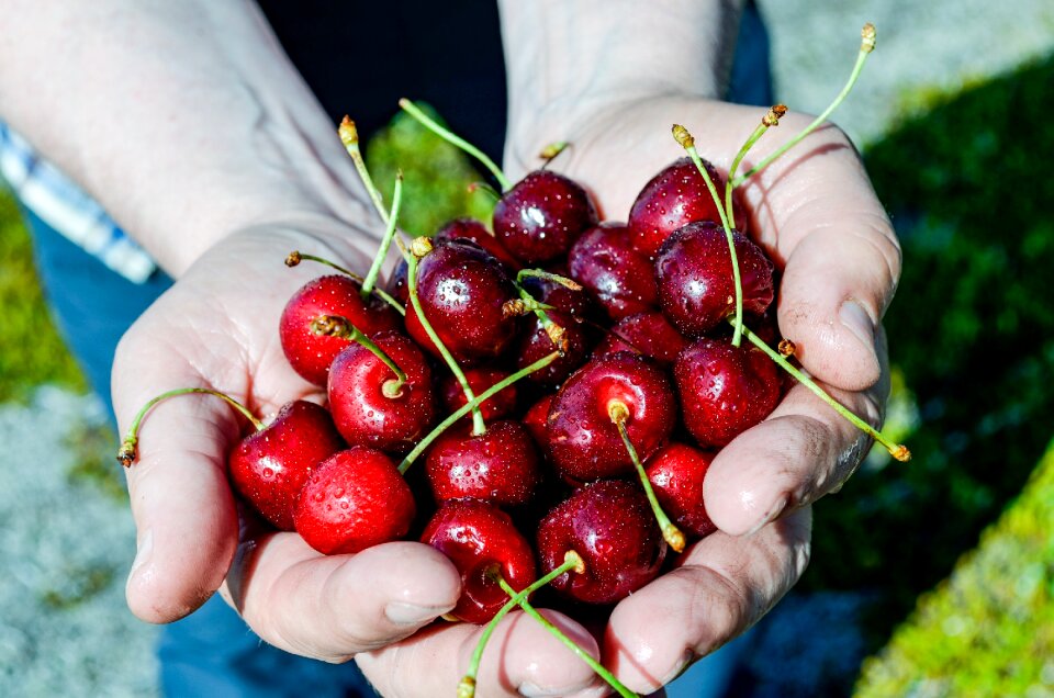 Fruit edible plant