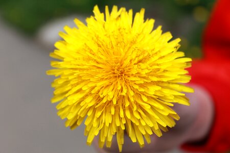 Flower a yellow flower macro