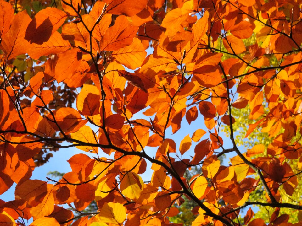 Fall yellow orange photo