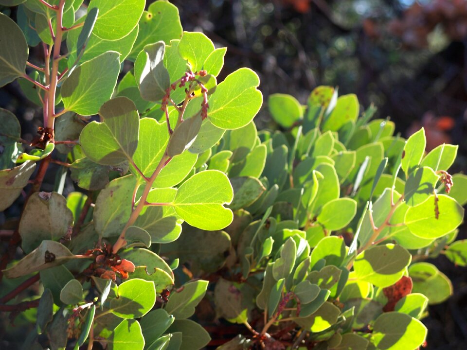 Tree arctostaphylos branches