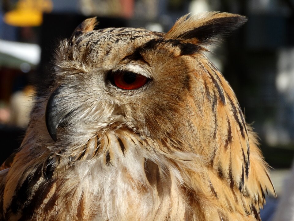 Brown animal bird