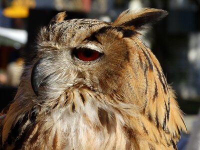 Brown animal bird