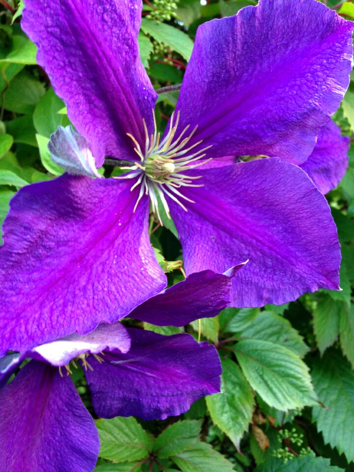 Flowers blue flower botany