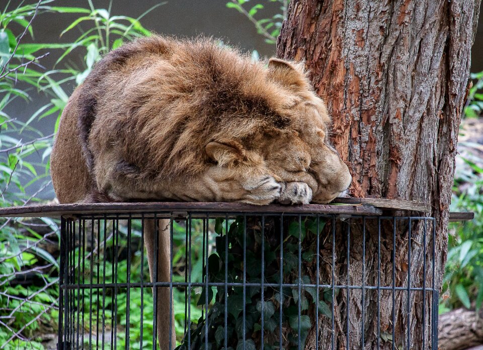 Zoo male big cat