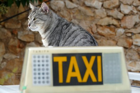 Mammal fauna taxi