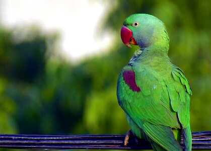 Red beak parakeet ring-necked