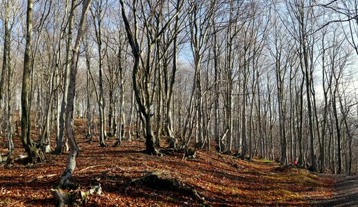 Autumn beeches slovakia