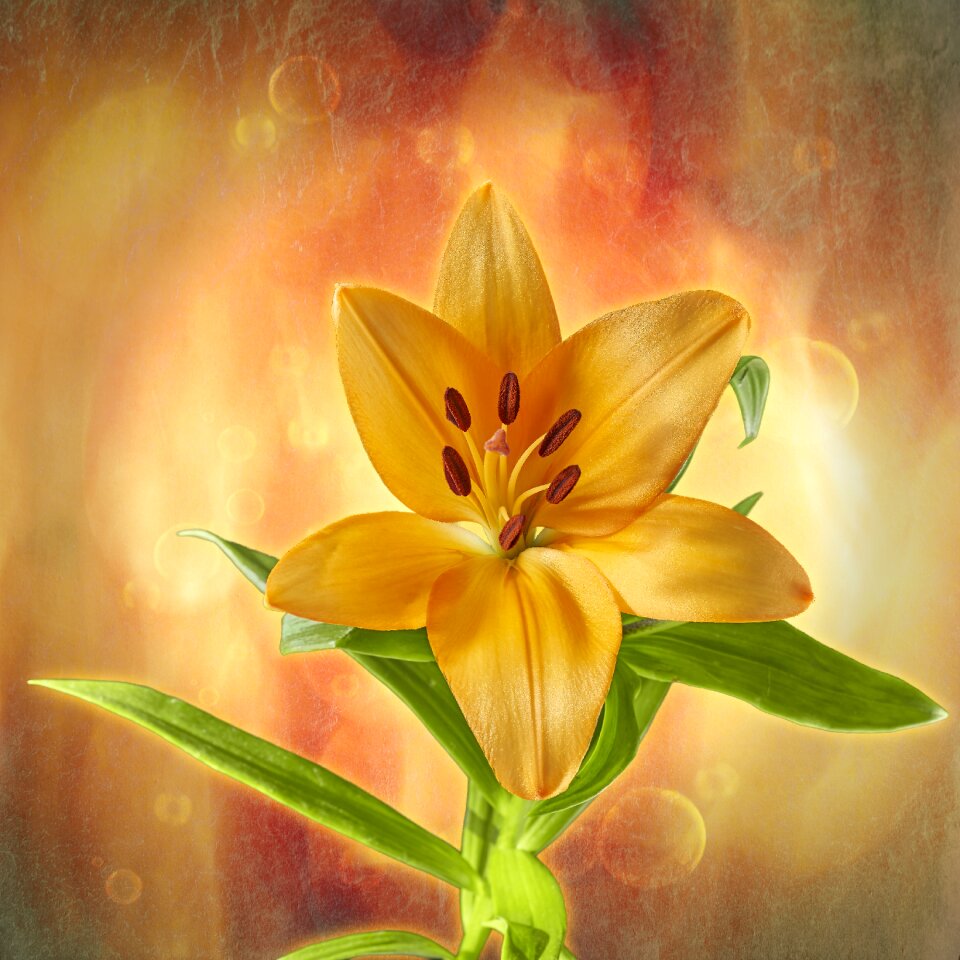 Blossom bloom blossomed