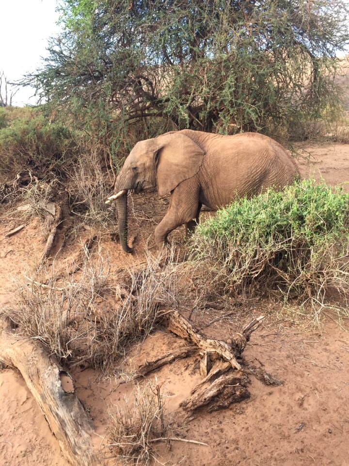 Africa savannah elephant