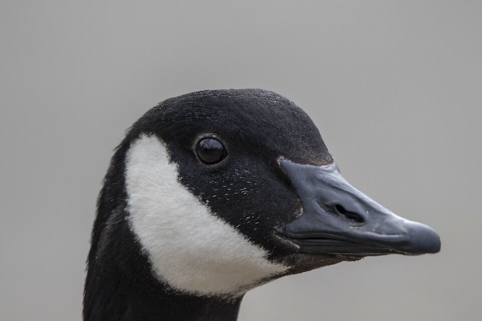 Wild goose canada goose goose beak photo