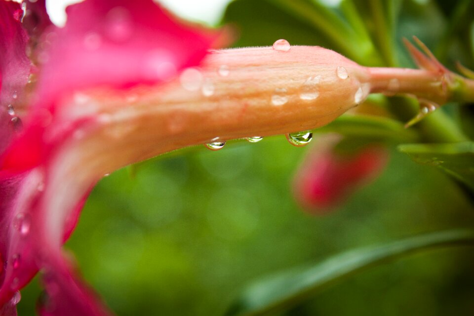 Gardening flower background wet