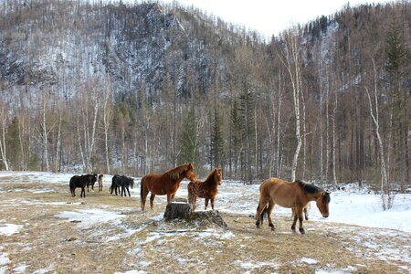 Siberia horses mountains