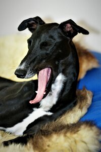 Yawn portrait dog head photo