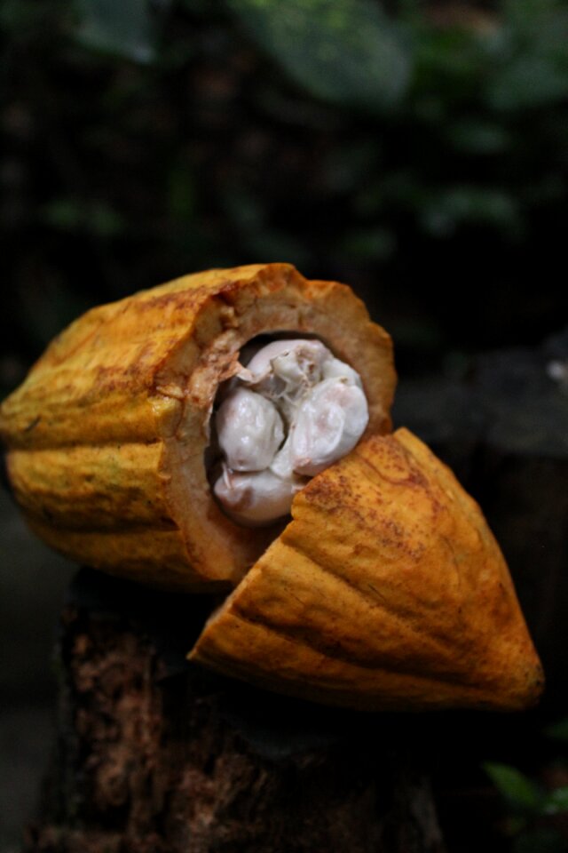 Cocoa nature chocolate