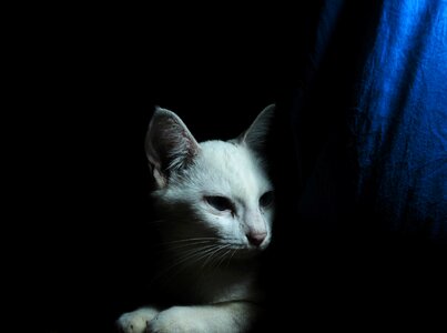 Pet kitten white photo
