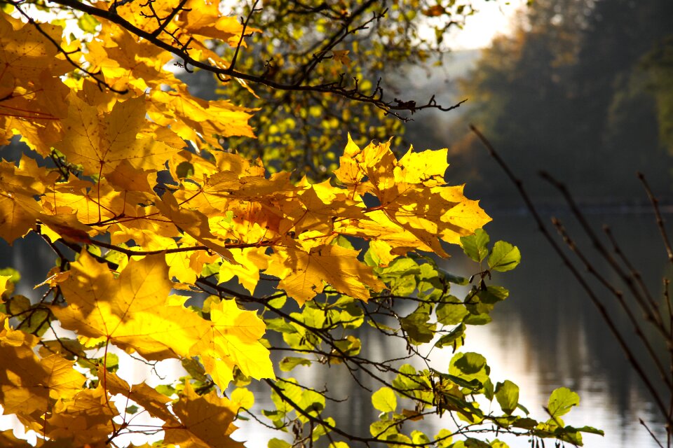 Fall foliage yellow sunny