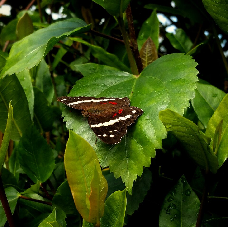 Brown leaves belize