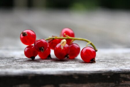 Fruit soft fruit bush