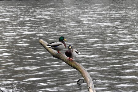 Lake water birds wild ducks