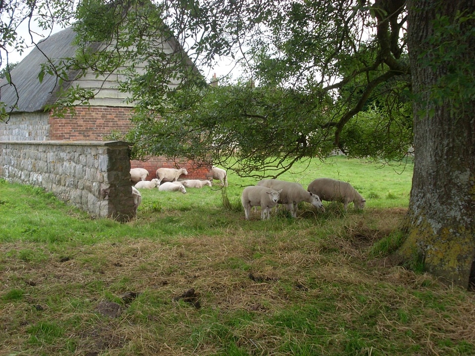 Animal mammal farming