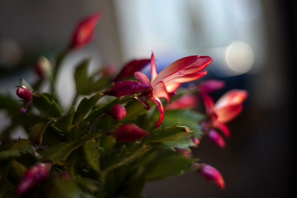 Flower at home green