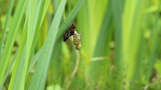 Larva birth at the end of a larva photo