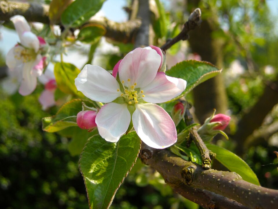 Apple tree flowers tree apple branch