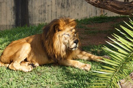 Zoo lion carnivore photo