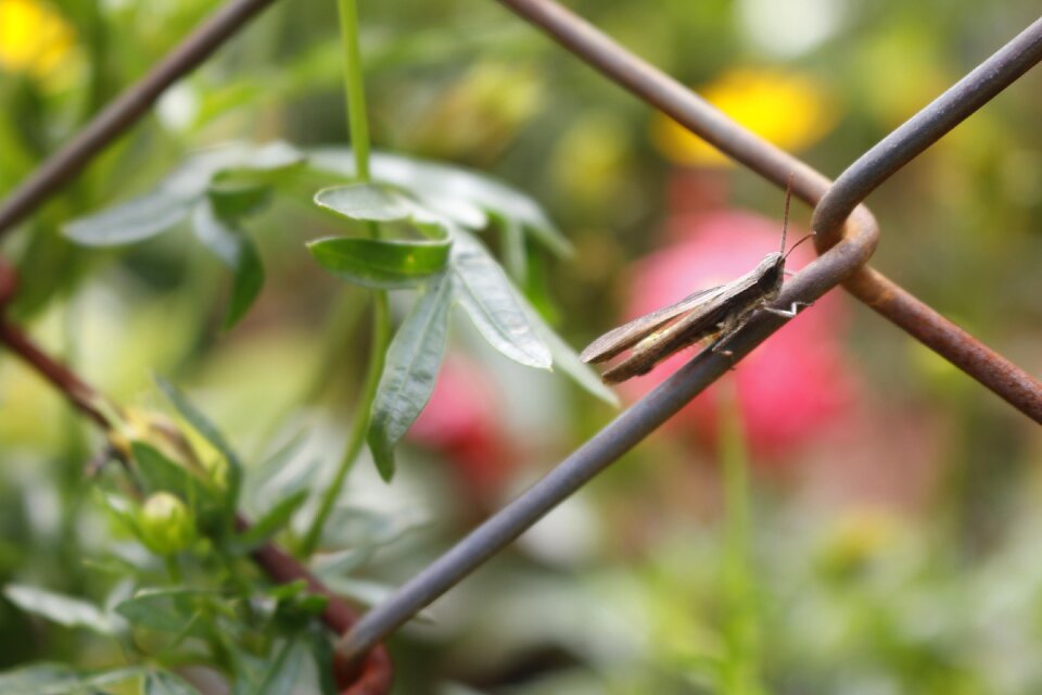 Grasshopper flying insects wire