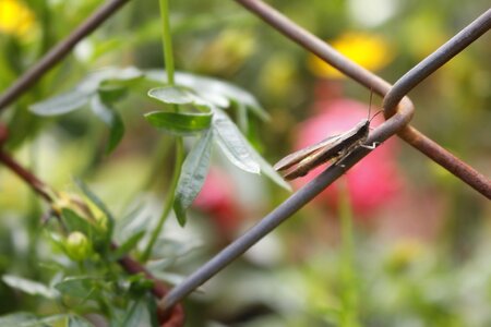 Grasshopper flying insects wire