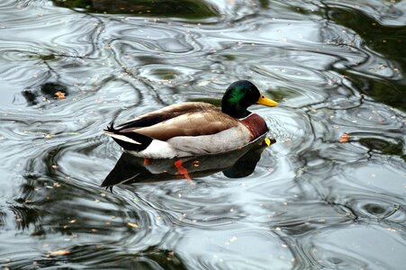 Waterfowl fauna pen photo