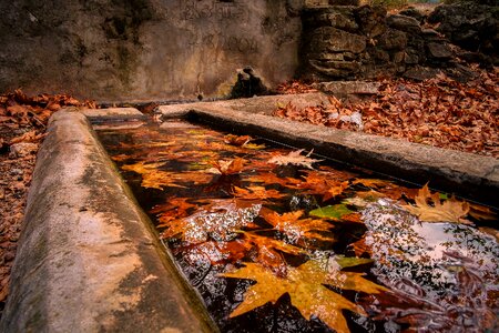 Leaf village fountain