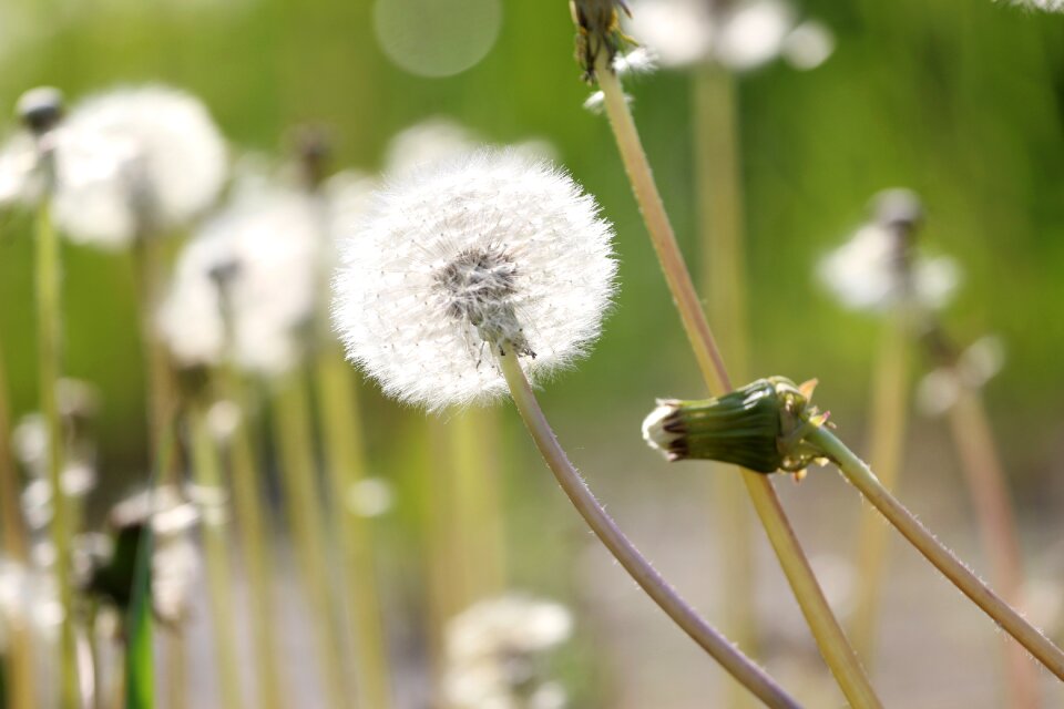Sonchus oleraceus dandelions summer