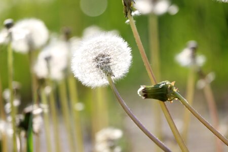 Sonchus oleraceus dandelions summer