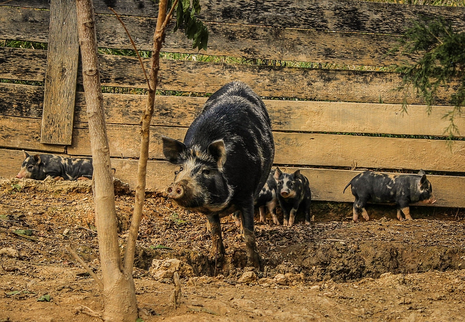 Pigsty mammal domestic