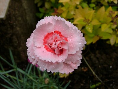 Pink flowers color pink summer flowers photo