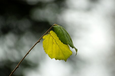 Branch bud hazelnut leaf