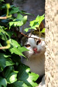 China meng chong small cat