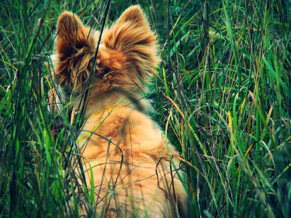Shaggy grass nature
